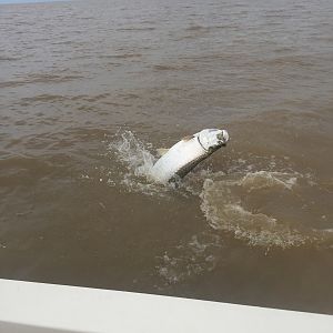 Tarpon Fishing