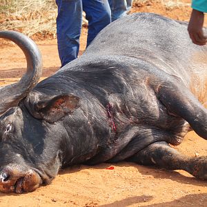 Cape Buffalo Hunt