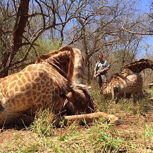 South Africa Giraffe Hunting