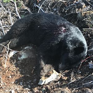 Hunting Bear in Maine