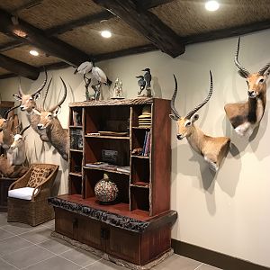 Warren Wildlife Gallery