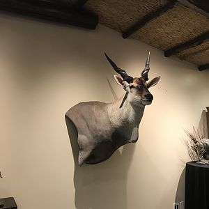 Warren Wildlife Gallery