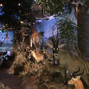 Warren Wildlife Gallery