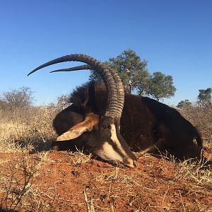 Hunt Sable Antelope South Africa