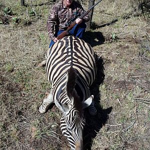 South Africa Burchell's Plain Zebra Hunting