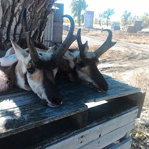 Hunting Pronghorn