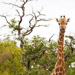 Giraffe South Africa