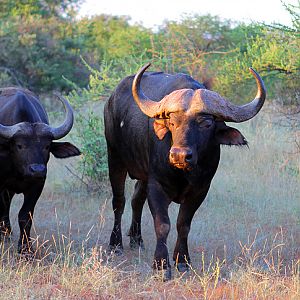 Cape Buffalo South Africa