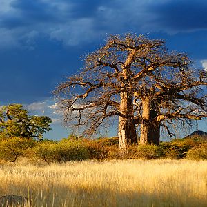 Boabab Tree South Africa