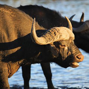 South Africa Cape Buffalo