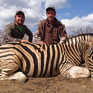 South Africa Burchell's Plain Zebra Hunting