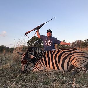 South Africa Burchell's Plain Zebra Hunting