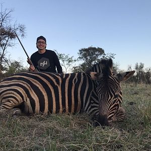 South Africa Burchell's Plain Zebra Hunting