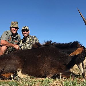 Sable Antelope Hunting South Africa