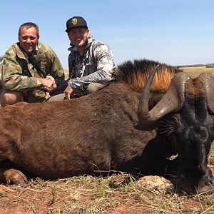 Hunt Black Wildebeest South Africa