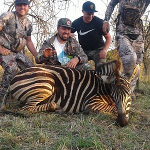 South Africa Burchell's Plain Zebra Hunting