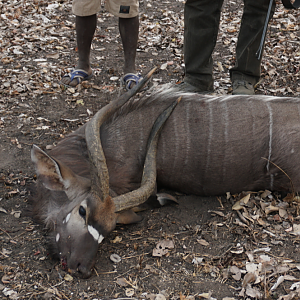 Mozambique Nyala, Chief Tracker Obanno, and Game Scout