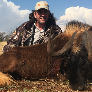 Hunt Black Wildebeest South Africa