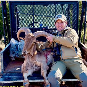 Aoudad Hunt Texas