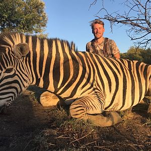 South Africa Burchell's Plain Zebra Hunting