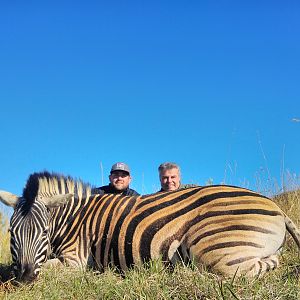 South Africa Burchell's Plain Zebra Hunting