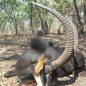 Sable Hunting Zambia