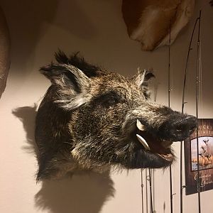 Boar Shoulder Mount Taxidermy