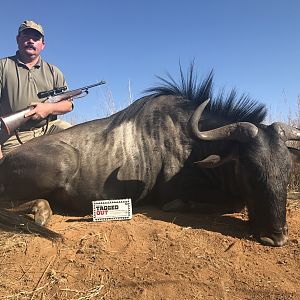 Blue Wildebeest Hunting