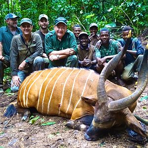 Bongo Hunting in Congo