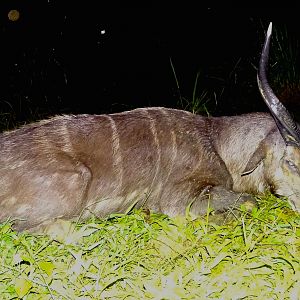 Hunting Sitatunga in Congo