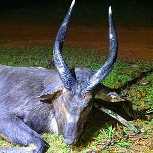 Sitatunga Congo Hunt