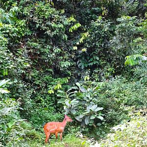 Bongo Female in Congo