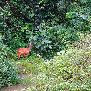 Bongo Female in Congo