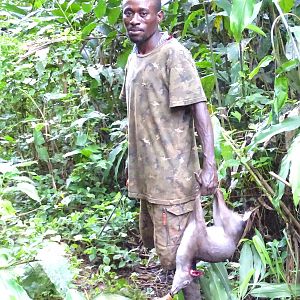 Congo Blue Duiker Hunt