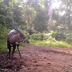 Sitatunga