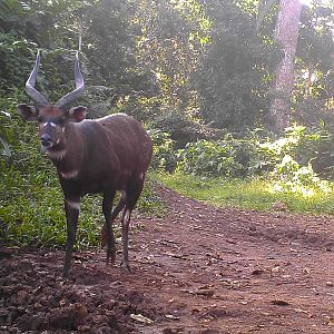 Sitatunga