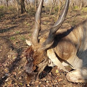 Tanzania Hunting Eland