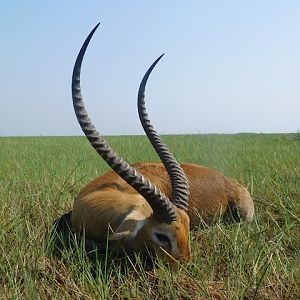 Lechwe Hunting