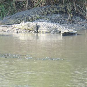 Crocodiles