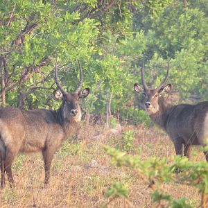 Waterbuck's