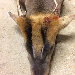 Muntjac Hunt