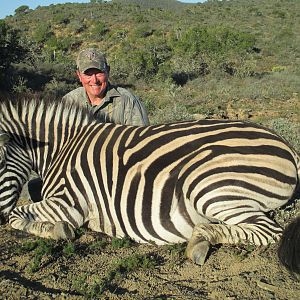 South Africa Burchell's Plain Zebra Hunting