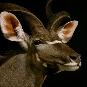 Kudu Classic Pedestal