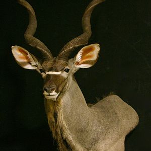 Kudu Shoulder Mount Taxidermy