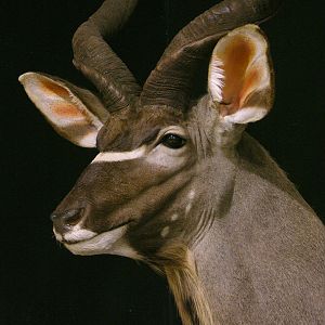 Kudu Shoulder Mount Taxidermy