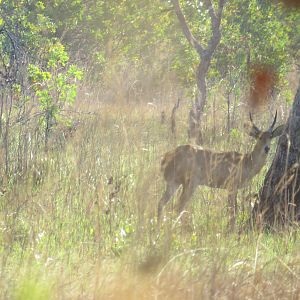 Reedbuck in Mozambique