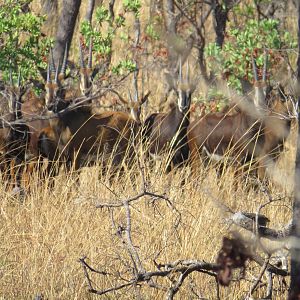 Sable Antelope in Mozambique