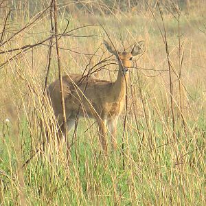 Reedbuck in Mozambique