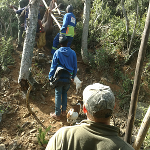 Hunting Kudu in South Africa