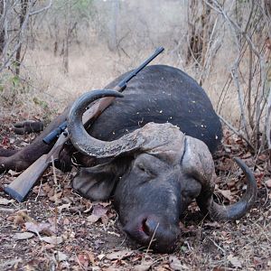 Cape Buffalo Hunt Zimbabwe